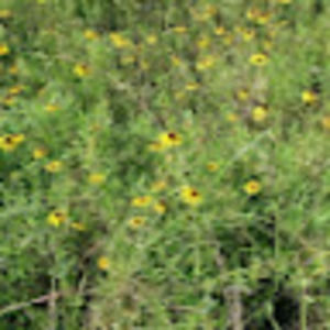 Meet your Posher, Ann